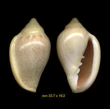http://www.pseudospecie.it/Altriklepton_file/2007615172714_Marginella20glabella20337mm.jpg