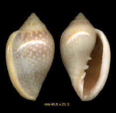 http://www.pseudospecie.it/Altriklepton_file/2007615172617_Marginella20glabella20408mm.jpg