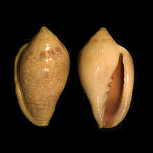http://www.pseudospecie.it/Altriklepton_file/220px-Marginella_glabella_001.jpg