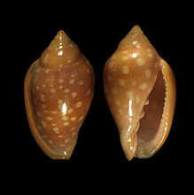 http://www.pseudospecie.it/Altriklepton_file/220px-Marginella_sebastiani_001.jpg