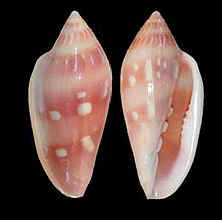 http://www.pseudospecie.it/Altriklepton_file/220px-Marginella_desjardini_001.jpg