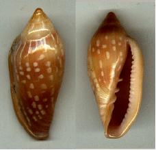 http://www.pseudospecie.it/Altriklepton_file/pseudodesjardini.jpg